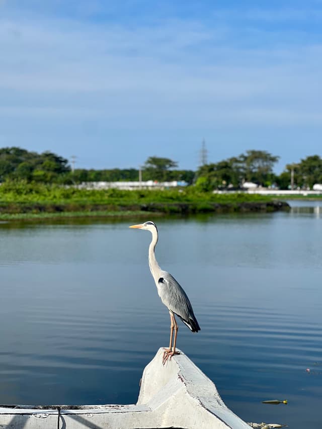 Bird Portrait