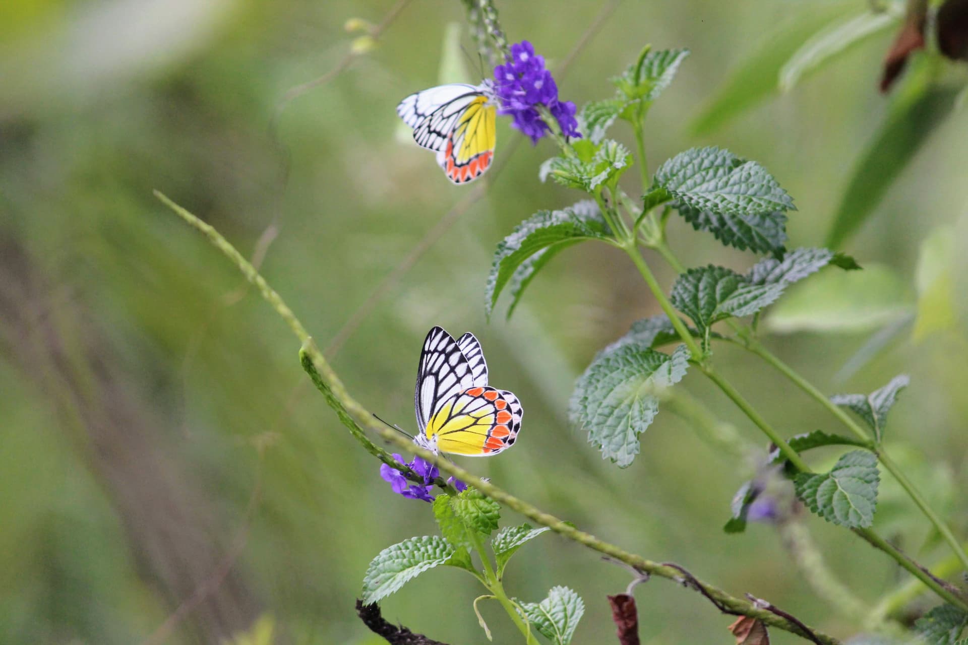 Two souls, two blooms, one harmonious moment. 🦋🪻🪻🦋