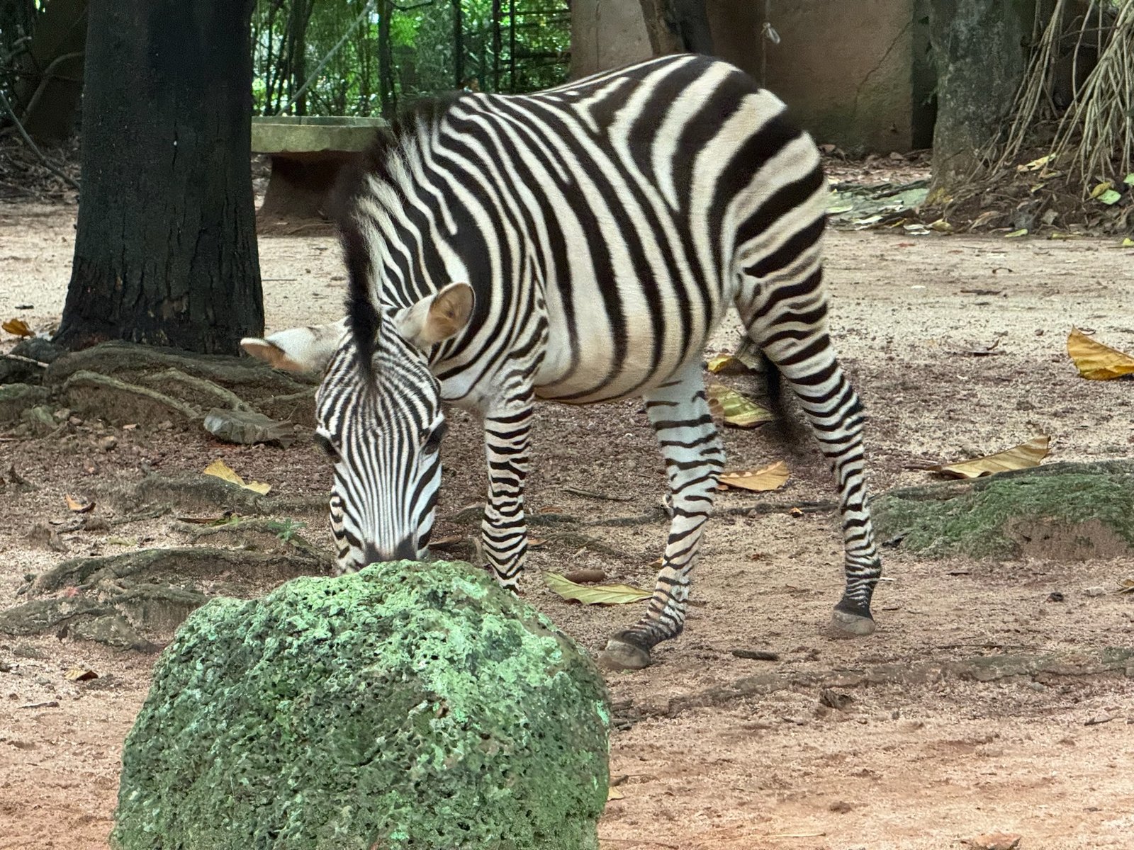 Zoo in Sri Lanka